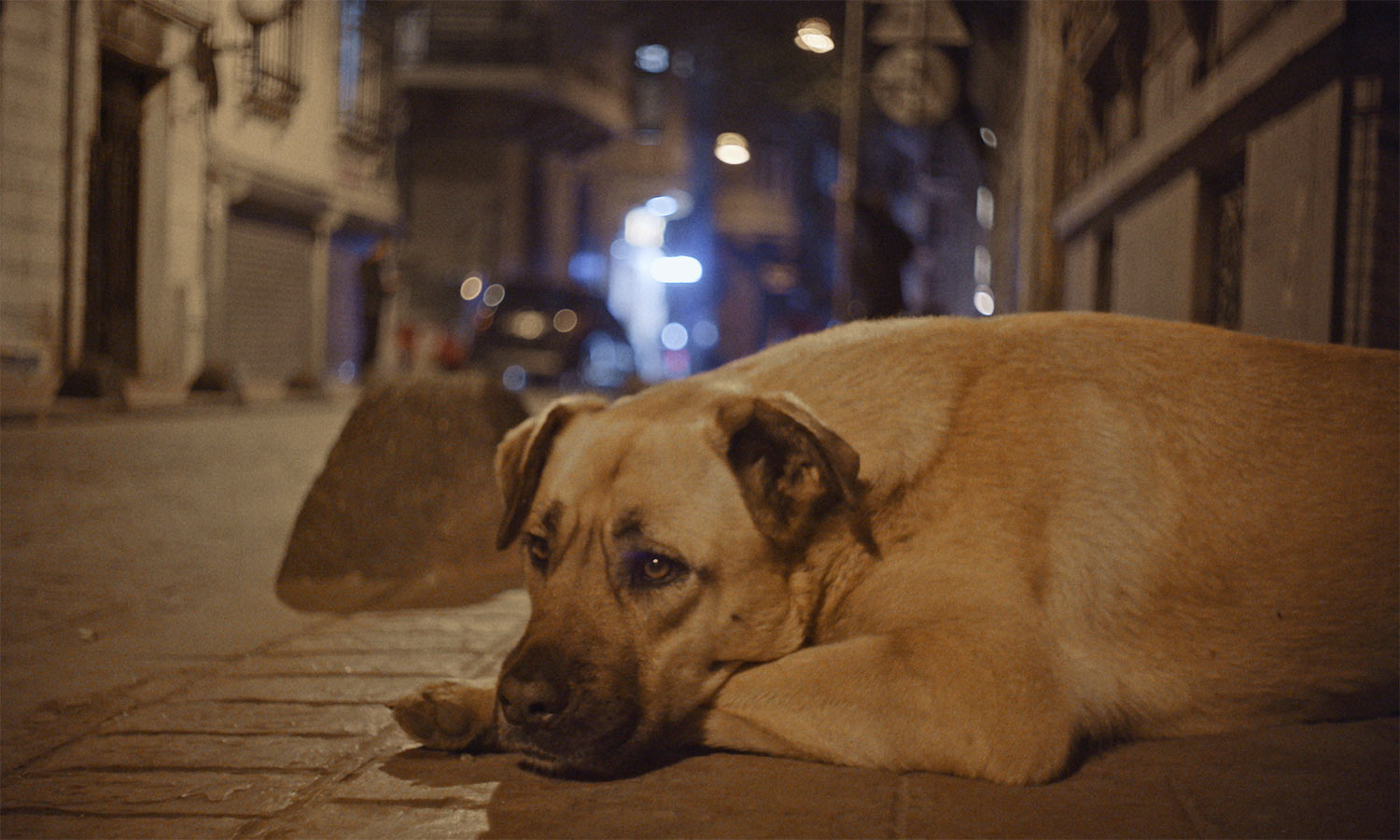 How Elizabeth Lo Filmed the Life of Street Dogs in 'Stray